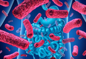 Illustration du microbiote intestinal qui agit sur l'immunité.