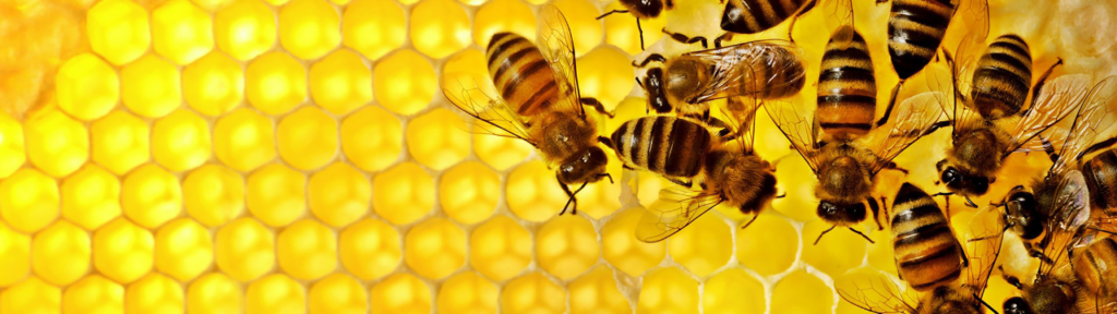 Produits de la ruche pour renforcer l'immunité.