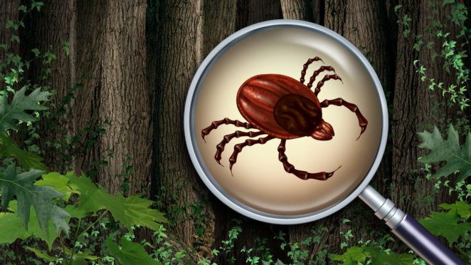 Tique responsable de la maladie de Lyme.