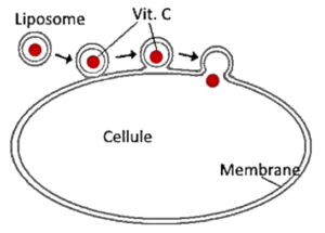 Schéma de l'absorption de la vitamine C par les cellules.