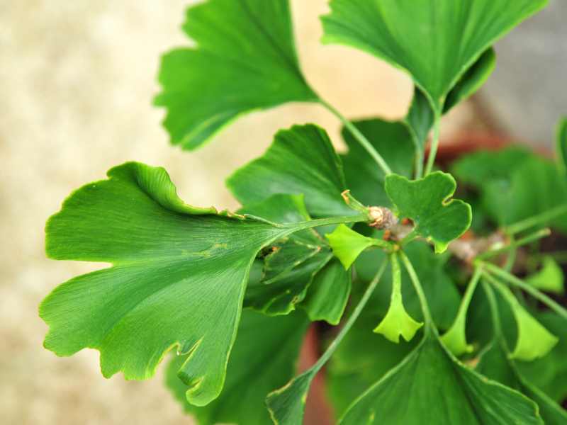 ginko biloba est une plante médicinale utilisée pour renforcer le système immunitaire