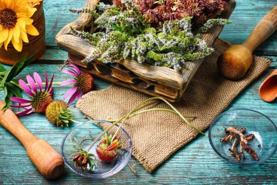 7 plantes pour renforcer le système immunitaire par PhytoQuant