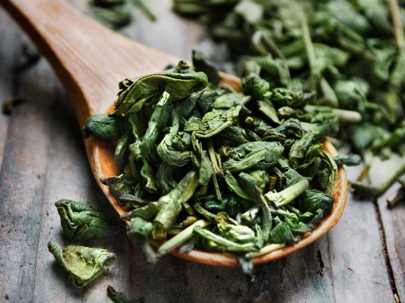 thé vert est une plante médicinale utilisée pour renforcer le système immunitaire