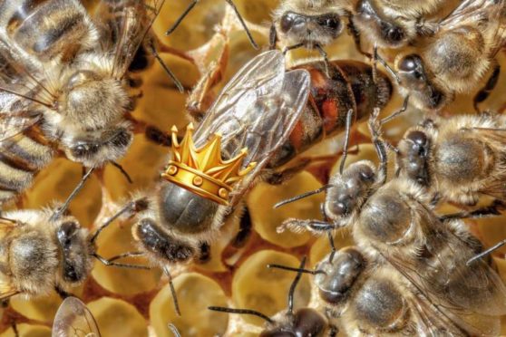 Les Anecdotes Santé sur les Ingrédients Essentiels pour une Immunité Robuste par PhytoQuant