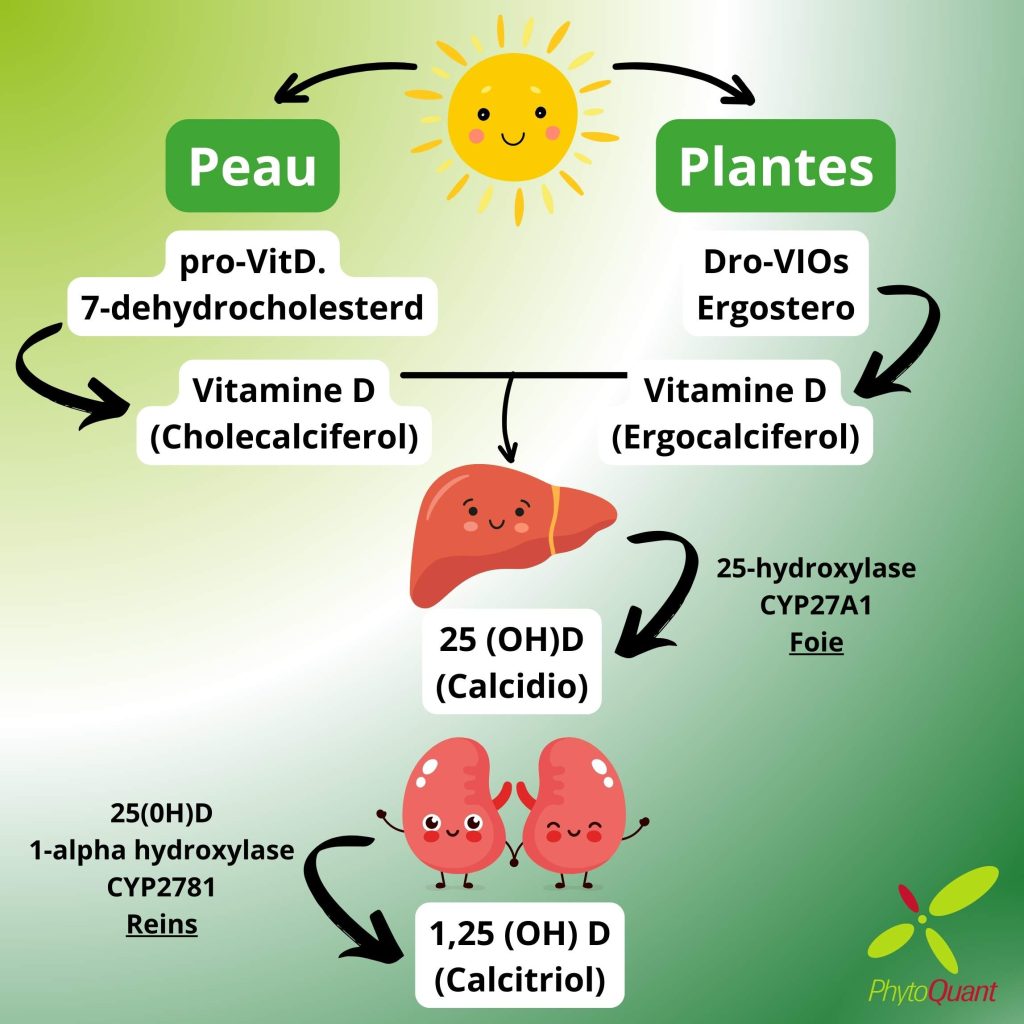 Schéma de la biosynthèse de la vitamine D expliqué par PhytoQuant