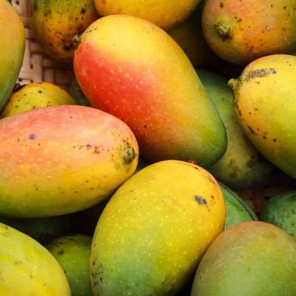 les mangues sont riches en vitamine C
