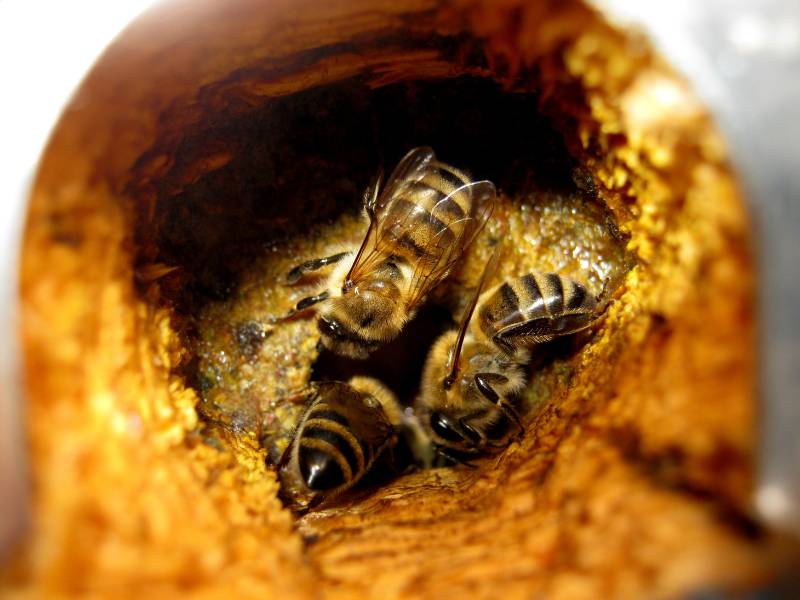 Les abeilles utilisent donc la propolis pour défendre leur communauté