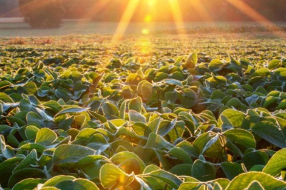 découvrez les secrets de la fabrication durable de compléments alimentaires naturels de la marque PhytoQuant