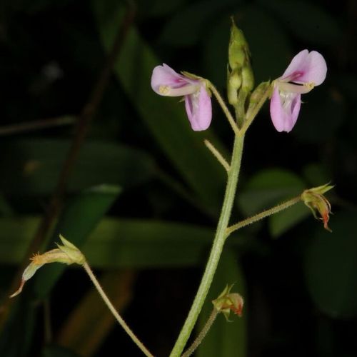 plante Desmodium pour le foie