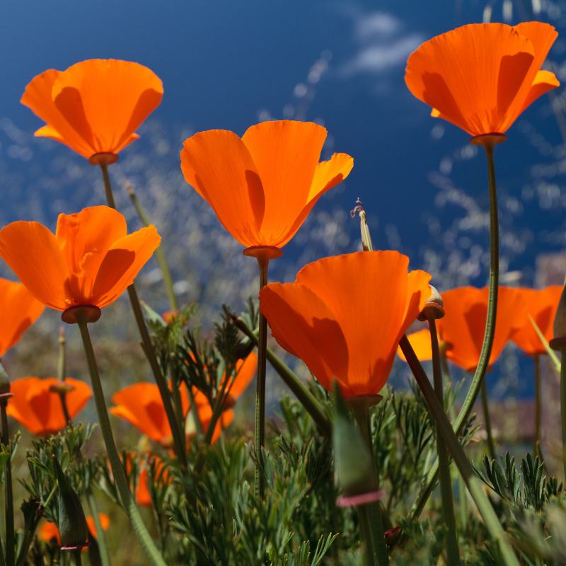 pavot de californie pour un sommeil reparateur