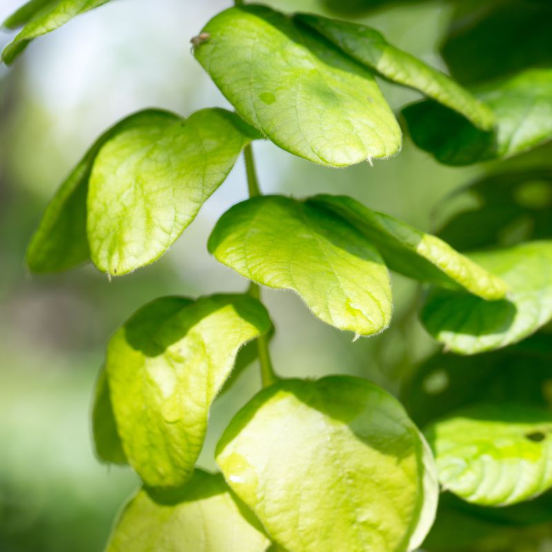 desmodium pour detoxifier votre foie