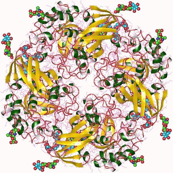 Alpha-galactosidase