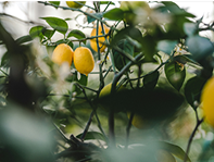 mélisse vertus relaxantes