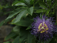 passiflore pour combattre l’insomnie