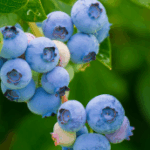 Myrtilles Riches en antioxydant