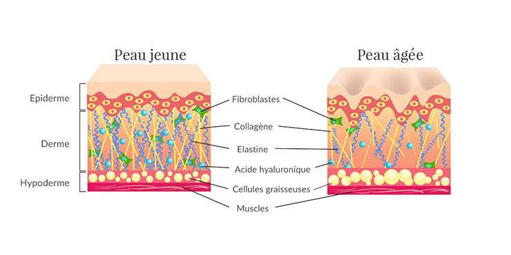 role du collagene