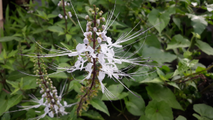 Orthosiphon-quantadpur