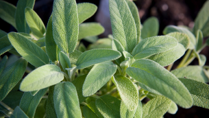La Sauge : Une Plante Antioxydante​