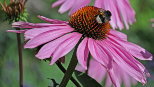 L’échinacée : Le Remède Traditionnel le Plus Utilisé en Amérique du Nord​