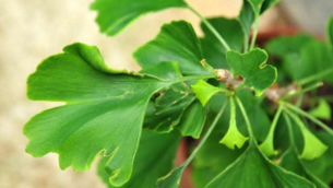Le Ginkgo Biloba : Un Soutien pour le Système Immunitaire​