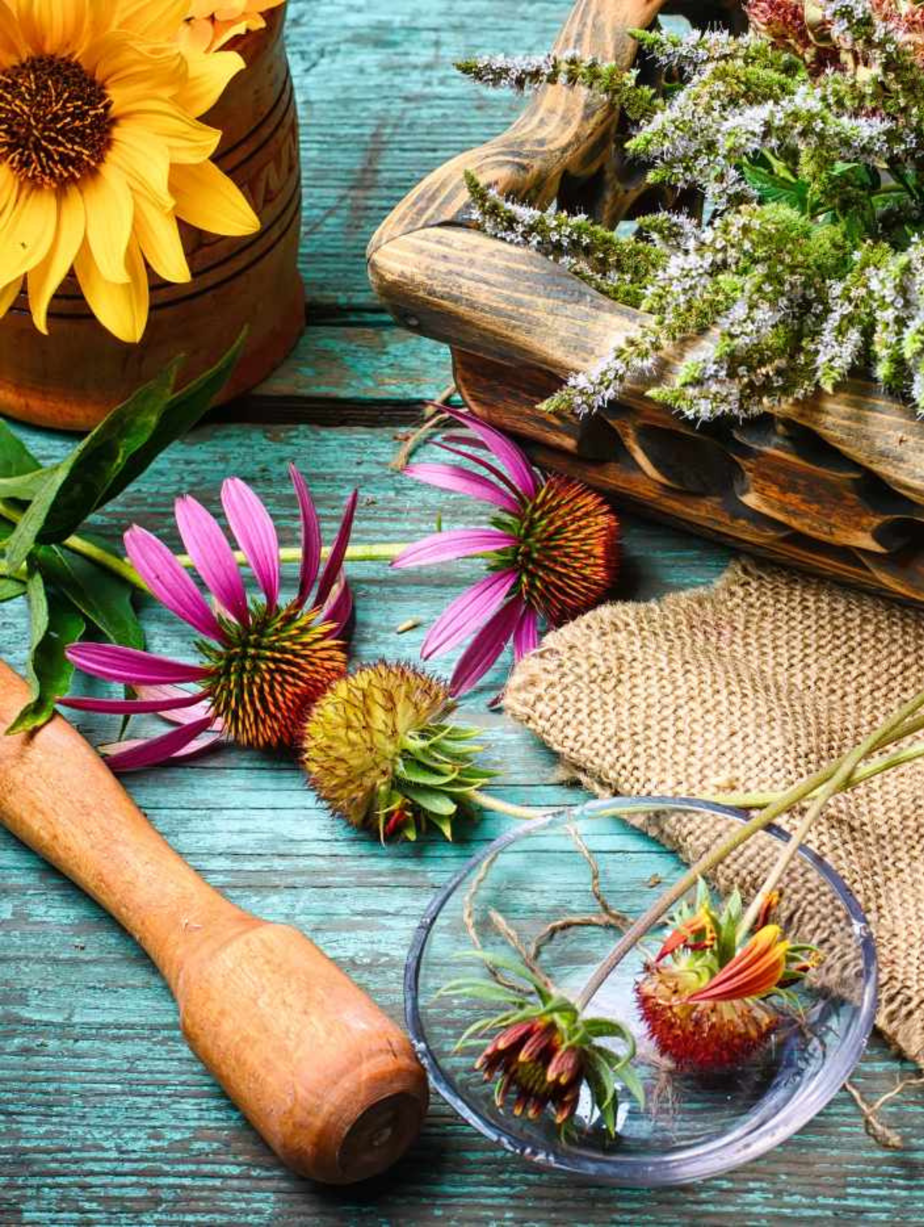 7 Plantes Pour Renforcer Votre Système Immunitaire De Façon Naturelle