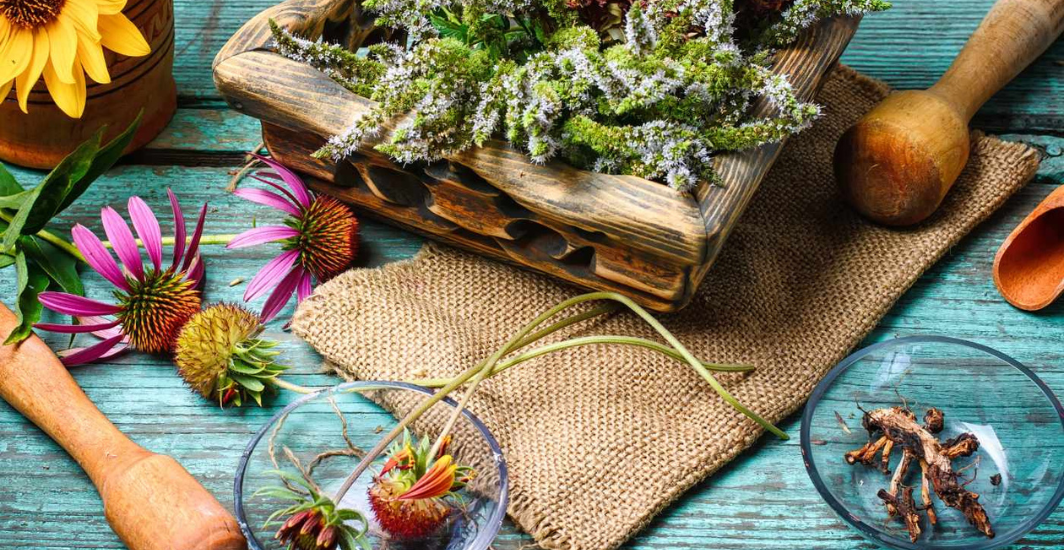 plantes pour renforcer le systeme immunitaire