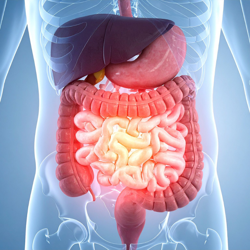 Le microbiote « éduque » l’immunité dès la naissance
