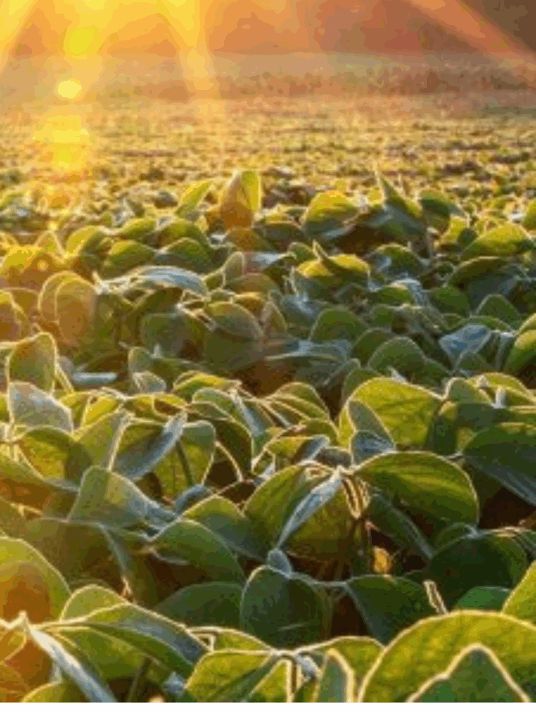 De la plante à votre gélule, voyage dans les coulisses de la fabrication des produits PhytoQuant - vignette