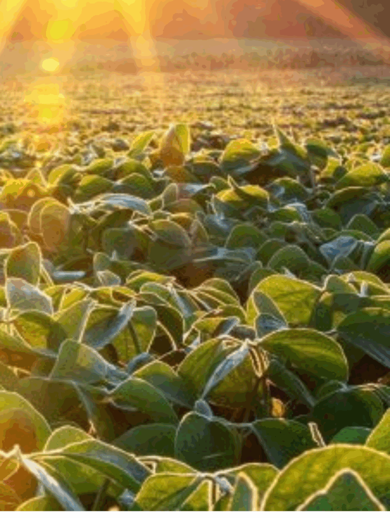 De la plante à votre gélule, voyage dans les coulisses de la fabrication des produits PhytoQuant - vignette