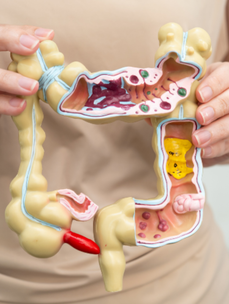 Parasites Intestinaux : Pourquoi Se Vermifuger Est Devenu Indispensable En 2026