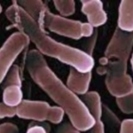 Bifidobacterium Longum : le probiotique dont l’action reconnue sur l’équilibre de la flore intestinale et la réduction de l’inflammation digestive est la mieux documentée.