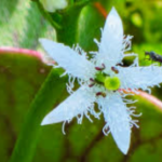trèfle d'eau bon pour les ballonnements