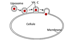 vitamine c liposomale 2