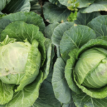 chou vert riche en vitamine c