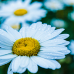 Matricaire Camomille bonne pour les ballonnements