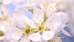 EAU FLORALE DE CHERRY PLUM​