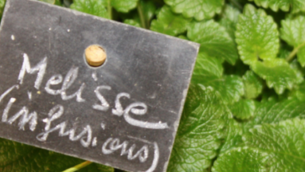 huile essentielle melisse