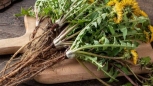 pissenlit a utiliser en cas de constipation