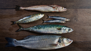 omega3 La pureté et la traçabilité