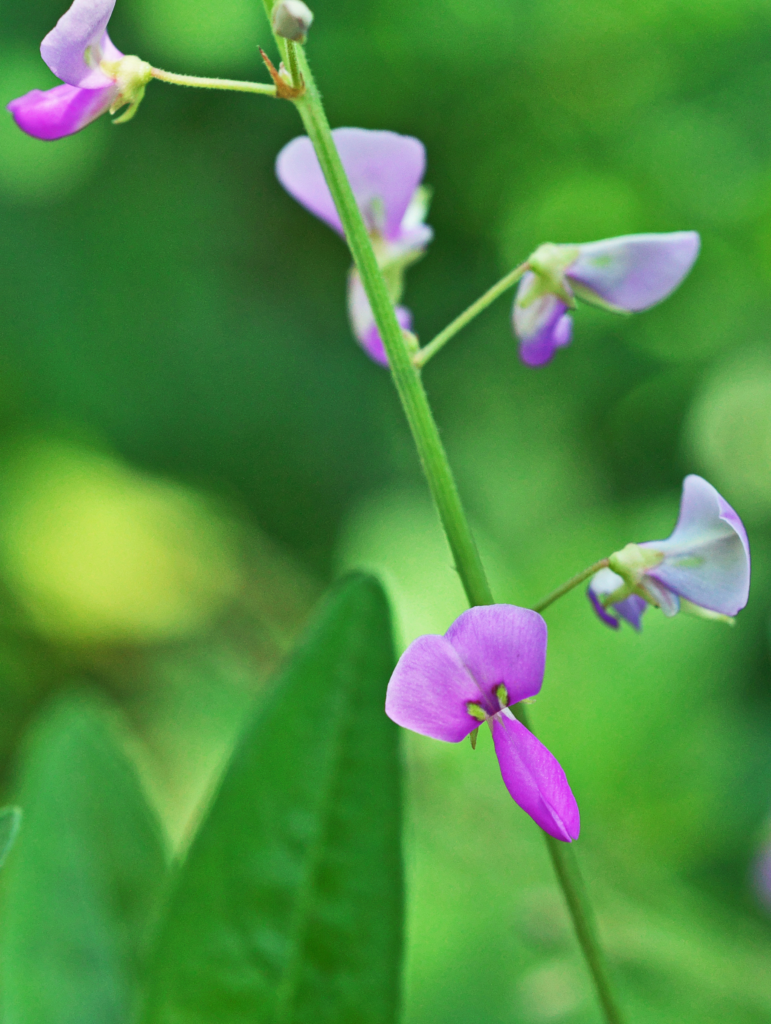 article phytoquant sur le desmodium pour le foie sous forme liquide
