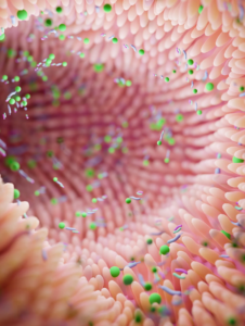 article sur porosité intestinal intestin poreux
